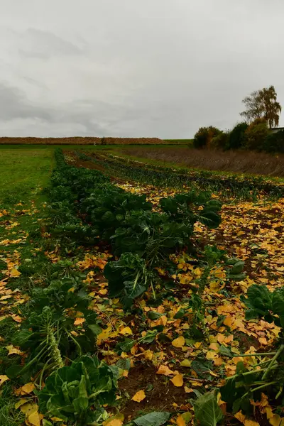 Cabbage Plant on Field in Fall autumn germany. High quality photo