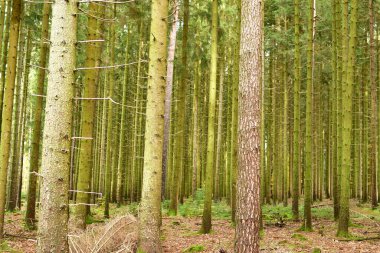 Orman Gövdesi Sonbahar Alman Ormanı Odenwald 'a düştü. Yüksek kalite fotoğraf
