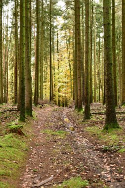 Orman Gövdesi Sonbahar Alman Ormanı Odenwald 'a düştü. Yüksek kalite fotoğraf