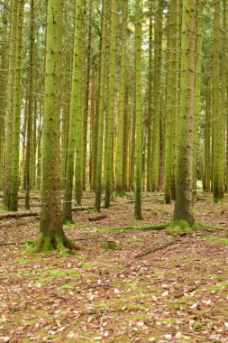 Orman Gövdesi Sonbahar Alman Ormanı Odenwald 'a düştü. Yüksek kalite fotoğraf