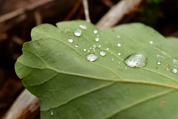 Fallen Leafs with water drops on it fall autumn. High quality photo
