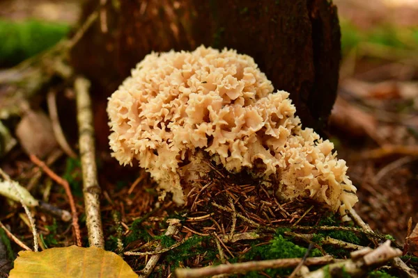 Sparassis crispa mushroom food natural forest odenwald. High quality photo
