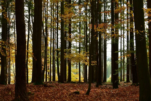 Orman Gövdesi Sonbahar Alman Ormanı Odenwald 'a düştü. Yüksek kalite fotoğraf