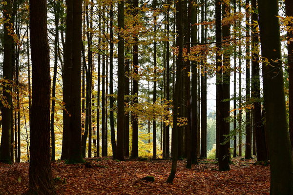 Forest Trunks autumn fall german Forest odenwald. High quality photo