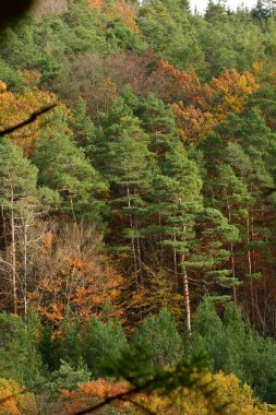 Sonbahar Ormanı rengarenk Alman Odenwald Şelalesi. Yüksek kalite fotoğraf