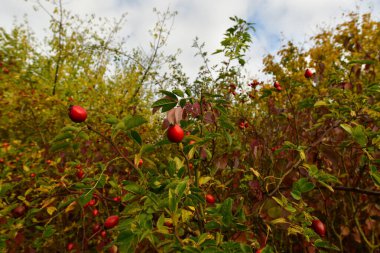 Gül kalçası bitkisi sağlıklı böğürtlen yaprağı odenwald Almanya. Yüksek kalite fotoğraf
