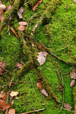 Sonbaharda orman zemininde yapraklar ve yosunlar olur. Yüksek kalite fotoğraf