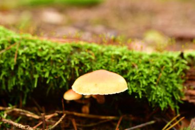 Sonbahar Odenwald 'da Alman Ormanı' nda mantar mantarı. Yüksek kalite fotoğraf