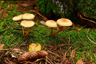 Sonbahar Odenwald 'da Alman Ormanı' nda mantar mantarı. Yüksek kalite fotoğraf