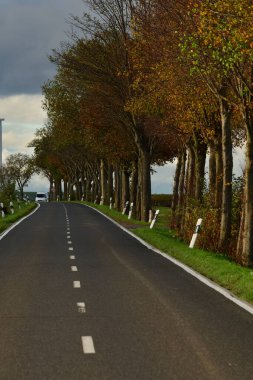Ağaçlı sonbahar yolu Almanya 'ya düşer. Yüksek kalite fotoğraf