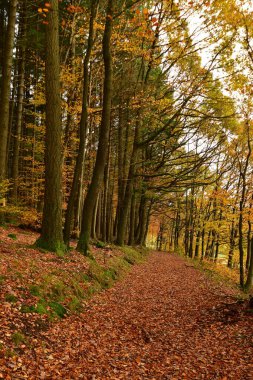Orman Yolu, Almanya sonbaharı, Odenwald düşüşü. Yüksek kalite fotoğraf