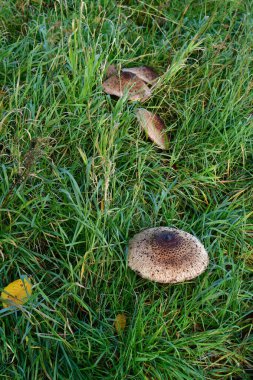 Dev Şemsiye mantarlı vegan yemeği sağlıklı. Yüksek kalite fotoğraf