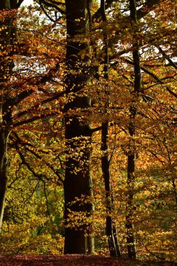 Alman Ormanı Odenwald 'da renkli sonbahar ağaçları. Yüksek kalite fotoğraf