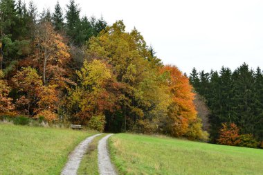 Sonbahar Ormanı Yolu, Almanya Odenwald 'a doğru renkli bir şekilde yol alıyor. Yüksek kalite fotoğraf