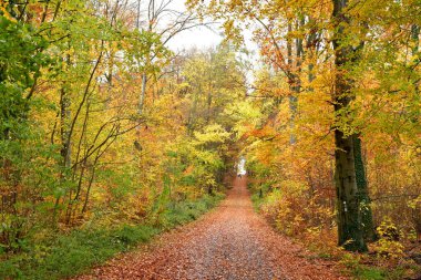 Sonbahar Ormanı Yolu, Almanya Odenwald 'a doğru renkli bir şekilde yol alıyor. Yüksek kalite fotoğraf