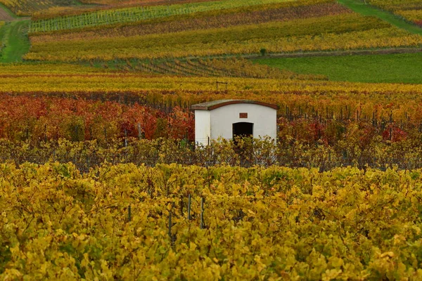 Wingert heuuschen haus weinberg Pfalz Almanya solucanların yanında. Yüksek kalite fotoğraf