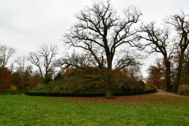 Ağacın altındaki bank. Hanau Wilhelmsbad parkı. Antik doğa. Yüksek kalite fotoğraf