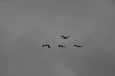 Turna kuşu, gri gökyüzü rüzgarlı bir hayvanla sonbaharda ayrılıyor. Yüksek kalite fotoğraf