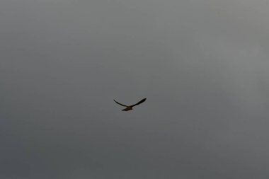 Bulutlu gökyüzünde uçan şahin Almanya doğası. Yüksek kalite fotoğraf