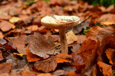 Alman Ormanı Odenwald 'da Ölüm Kaptanı Amanita Phalloides. Yüksek kalite fotoğraf