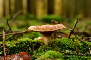 Alman Ormanı Odenwald 'da taze mantar. Yüksek kalite fotoğraf