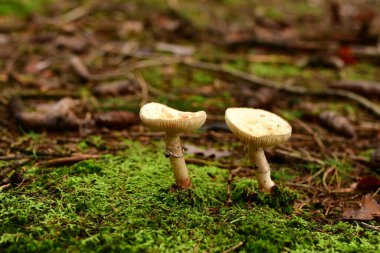 Alman Ormanı Odenwald 'da Ölüm Kaptanı Amanita Phalloides. Yüksek kalite fotoğraf