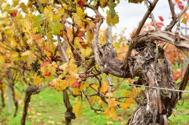 Sonbahar renklerinde Palatinate Ormanı 'ndaki üzüm bağları. Yüksek kalite fotoğraf