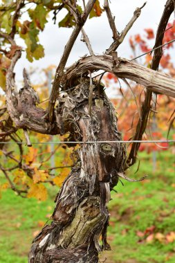 Sonbahar renklerinde Palatinate Ormanı 'ndaki üzüm bağları. Yüksek kalite fotoğraf