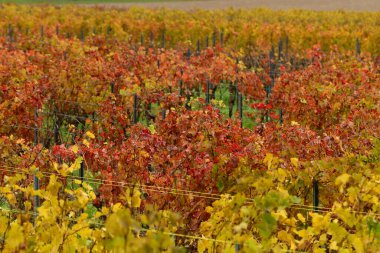 Sonbahar renklerinde Palatinate Ormanı 'ndaki üzüm bağları. Yüksek kalite fotoğraf
