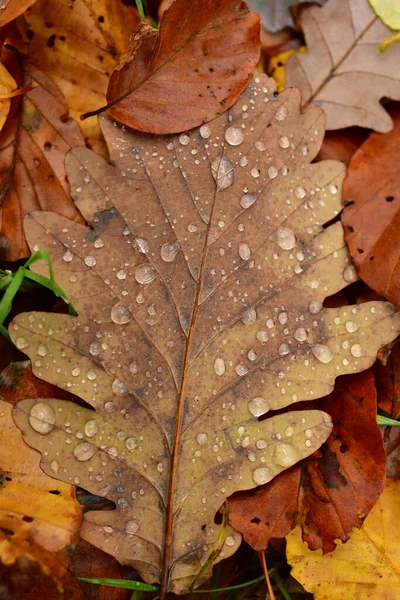Fallen Leafs with water drops on it fall autumn. High quality photo