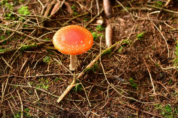 Toadstool Sonbahar Ormanı Odenwald Almanya. Yüksek kalite fotoğraf