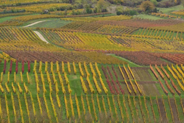 Vineyards line row in the Palatinate Forest in fall autumn colorfull ...
