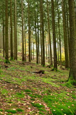 Orman Gövdesi Sonbahar Alman Ormanı Odenwald 'a düştü. Yüksek kalite fotoğraf