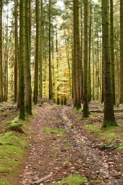 Orman Gövdesi Sonbahar Alman Ormanı Odenwald 'a düştü. Yüksek kalite fotoğraf
