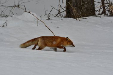 Kızıl Tilki kar altında vahşi hayvan biei hokkaido japan kar fırtınası. Yüksek kalite fotoğraf