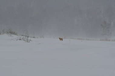 Fox ve Trees ile Japonya 'da kar manzarası. Yüksek kalite fotoğraf