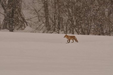 Fox ve Trees ile Japonya 'da kar manzarası. Yüksek kalite fotoğraf
