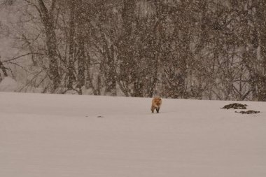 Fox ve Trees ile Japonya 'da kar manzarası. Yüksek kalite fotoğraf