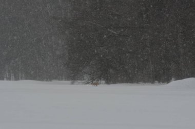 Fox ve Trees ile Japonya 'da kar manzarası. Yüksek kalite fotoğraf