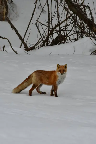 Red Fox in snow wild animal biei hokkaido japan winter snow storm. High quality photo