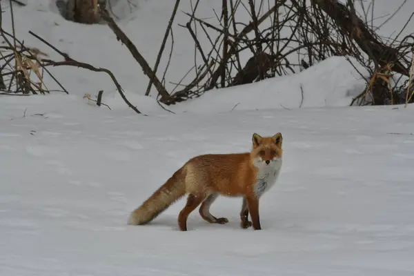 Kızıl Tilki kar altında vahşi hayvan biei hokkaido japan kar fırtınası. Yüksek kalite fotoğraf