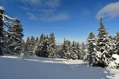 Kış Ormanları Karlı Dağ Hokkaido Japonya Japow. Yüksek kalite fotoğraf