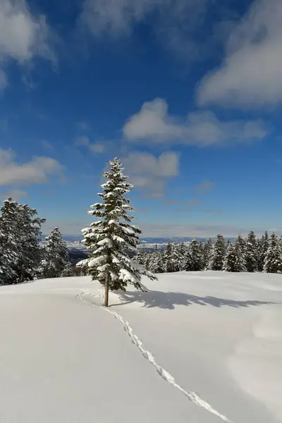 Ski Touring Hokkaido Giappone Biei Fuji Cielo Blu Montagna Scena — Foto Stock