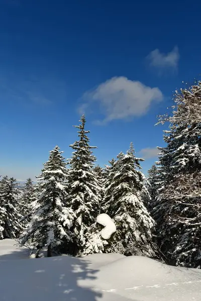 Alberi Forestali Invernali Neve Montagna Hokkaido Giappone Japow Foto Alta — Foto Stock