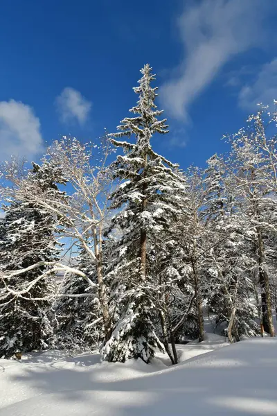 Alberi Forestali Invernali Neve Montagna Hokkaido Giappone Japow Foto Alta — Foto Stock