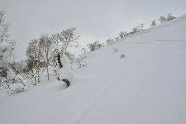 Hokkaido Japonya Kış Peyzajı Ağaçları kayak sporu. Yüksek kalite fotoğraf