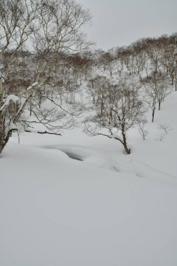 Hokkaido Japonya Kış Peyzajı Ağaçları kayak sporu. Yüksek kalite fotoğraf