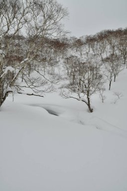 Hokkaido Japonya Kış Peyzajı Ağaçları kayak sporu. Yüksek kalite fotoğraf