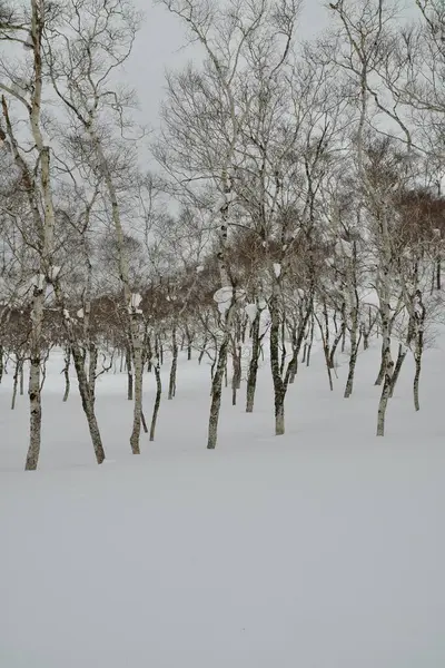 Hokkaido Japan winter Landscape Forest trees ski touring sport. High quality photo