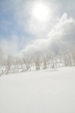 Kar Ormanı Ağaçları güneş bulutları hokkaido japan. Yüksek kalite fotoğraf